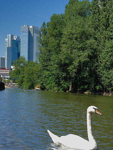 Foto Main mit Schwan - Frankfurt am Main