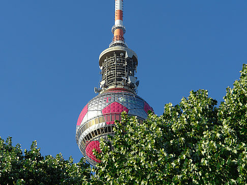 Fotos Fernsehturm und Bäume | Berlin