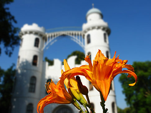 Foto Blumen auf der Pfaueninsel - Berlin