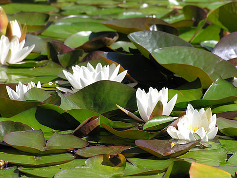 Planten un Blomen - Wasserkaskaden