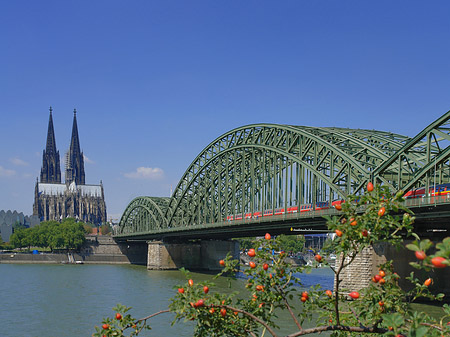 Strauch vor Hohenzollernbrücke