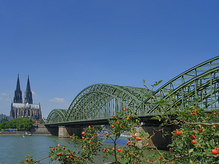 Foto Strauch vor Hohenzollernbrücke