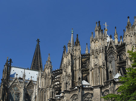 Foto Kölner Dom mit Baum