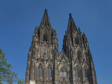 Kreuzblume vor Kölner Dom